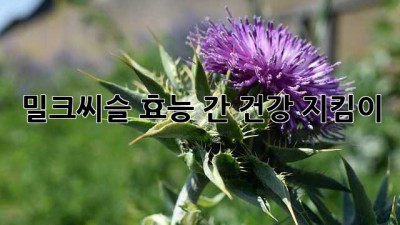 밀크씨슬 효능: 간 건강 지킴이
